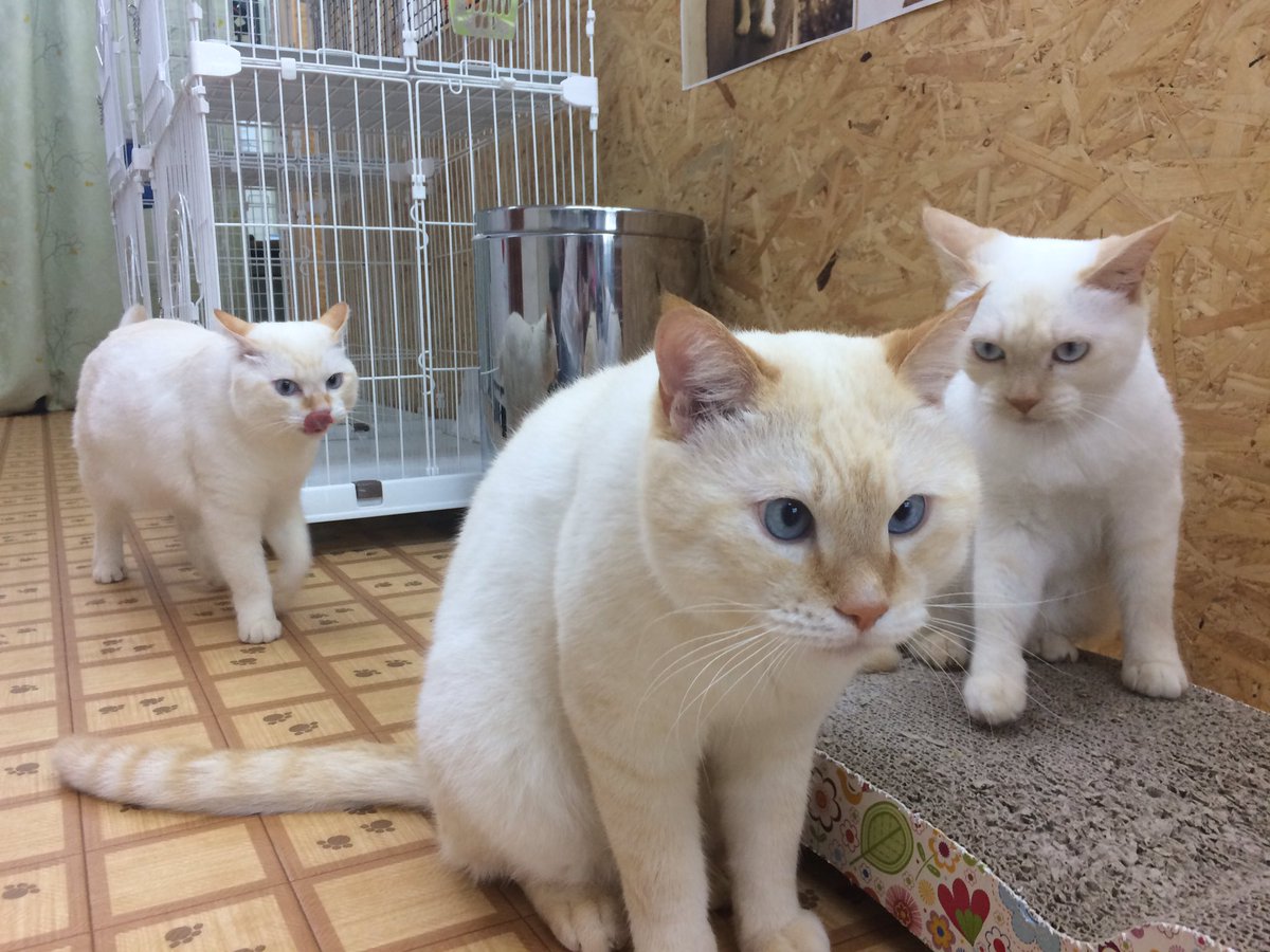 イチそらあめロト 仙台駅東口歩いてすぐの保護猫カフェ おうちにおいで Outinioideさんに行って来ました 入ってすぐに笹かま猫さん達がお出迎え 可愛すぎてずっと興奮してました笑 みんな素敵なご縁に恵まれますように 保護猫カフェ 笹かま猫 イチそらあめロト 仙台駅東口歩いてすぐの保護猫カフェ おうちにおいで Outinioideさんに行って来ました 入ってすぐに笹かま猫さん達がお出迎え 可愛すぎてずっと興奮してました笑 みんな素敵なご縁に恵まれますように 保護猫カフェ 笹かま猫