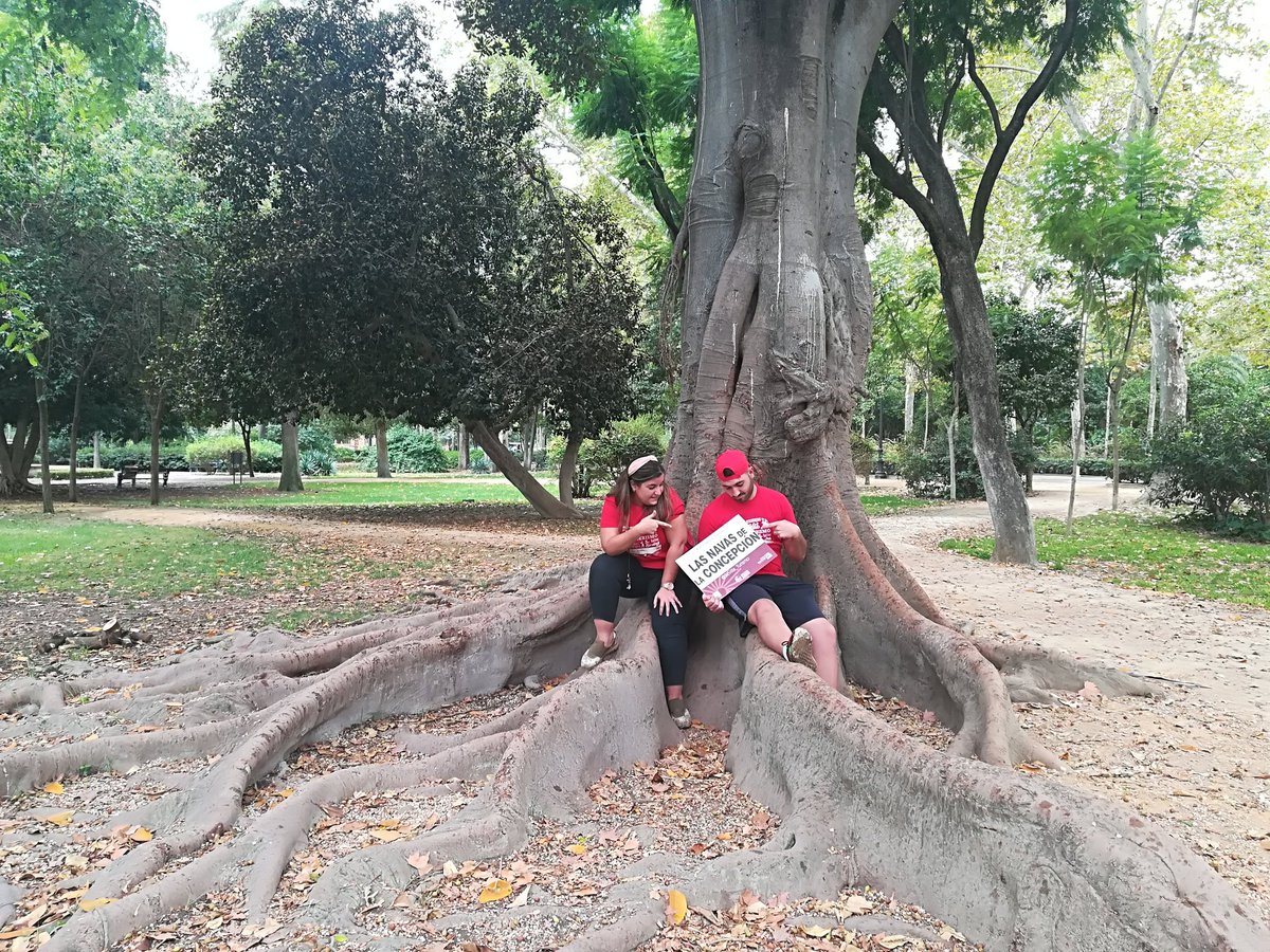 BelenMaVM's tweet photo. Árbol milenario #PlazaDeEspaña #ParqueMarialuisa #Sevillaesprovincia #Gymkhanafotográfica #LasNavasDeLaConcepcion @Sevilla_Turismo https://t.co/LRr0BvoUcG