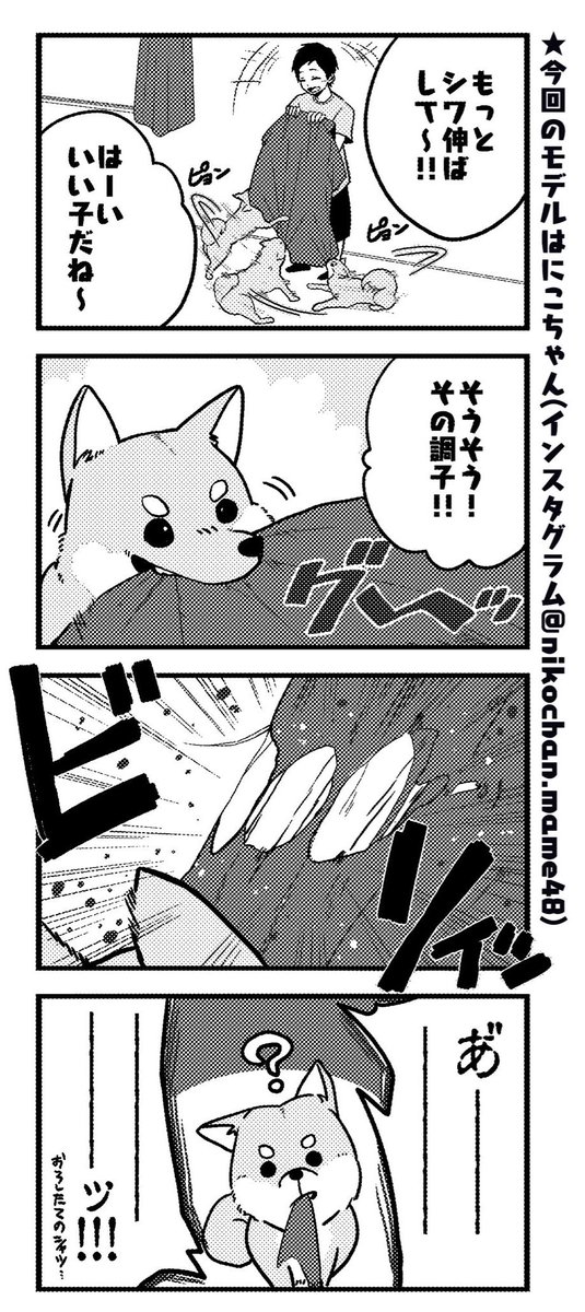 柴犬は正義!!!!!
 #柴犬との生活 