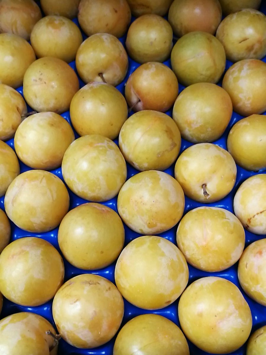 5adayFresh's tweet photo. #mangoes #yellowplums #redplums #yummy #sweet #freshfruit #healthysnack #vitamins #energy #eatyour5aday :-) https://t.co/HXA3Nhd0Sc