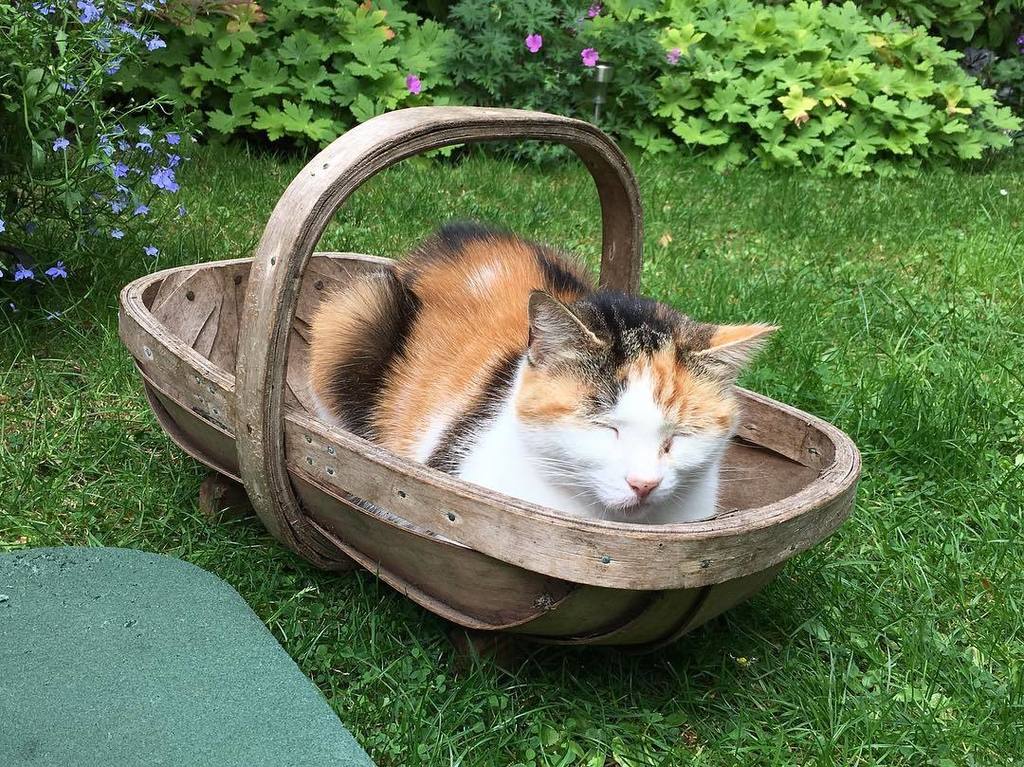 mattmaloney's tweet photo. This year's cat crop. https://t.co/K3fL06Y1wD https://t.co/BDeHp0c98o