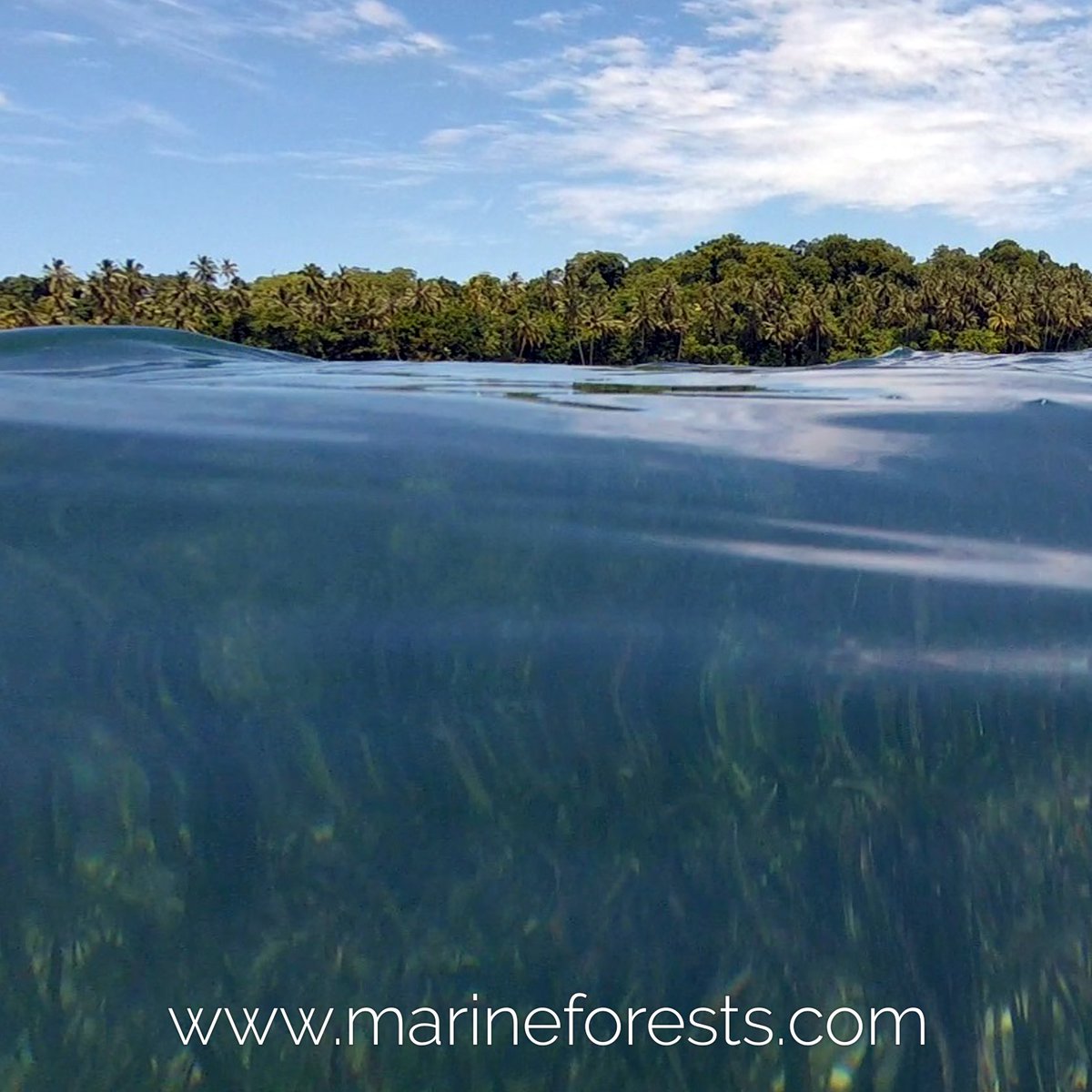 Have you seen #marineforests? Go to marineforests.com and place your record!
