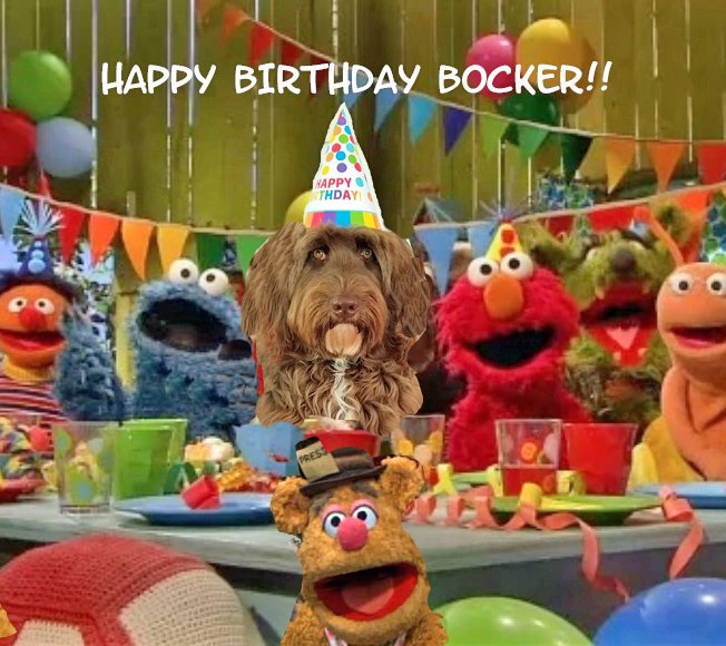 bocker's tweet photo. My first birthday. Ready for more adventures. https://t.co/8mb3HFk2LQ