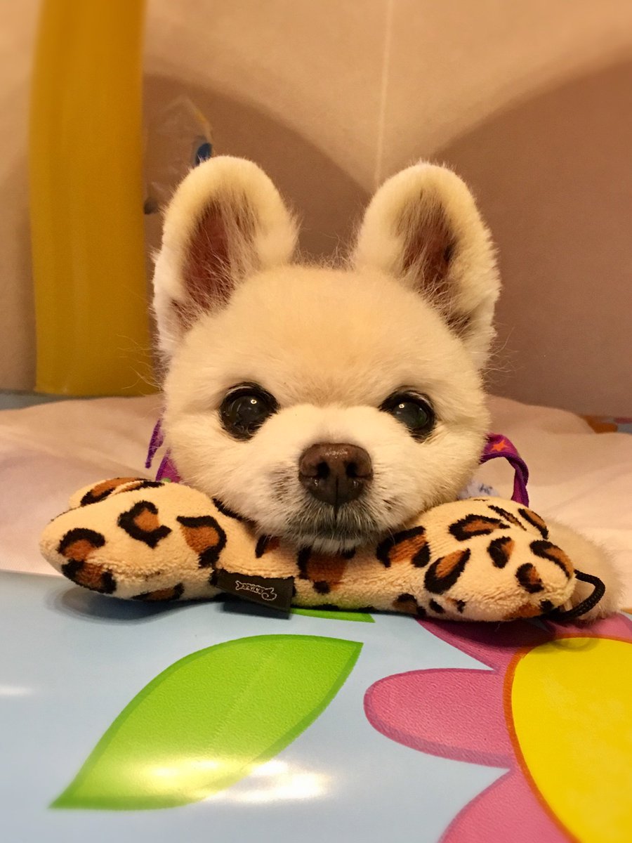 アイドル犬 俊介くんが可愛すぎてヤバい まとめ わんちゃんホンポ