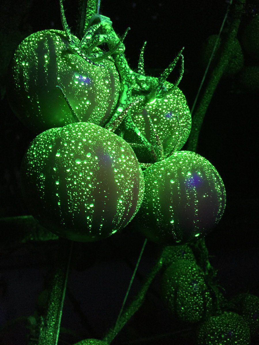 HortApplication's tweet image. #CoverageIsKey but runoff is the enemy in crops susceptible to Phyto #GettingItRight