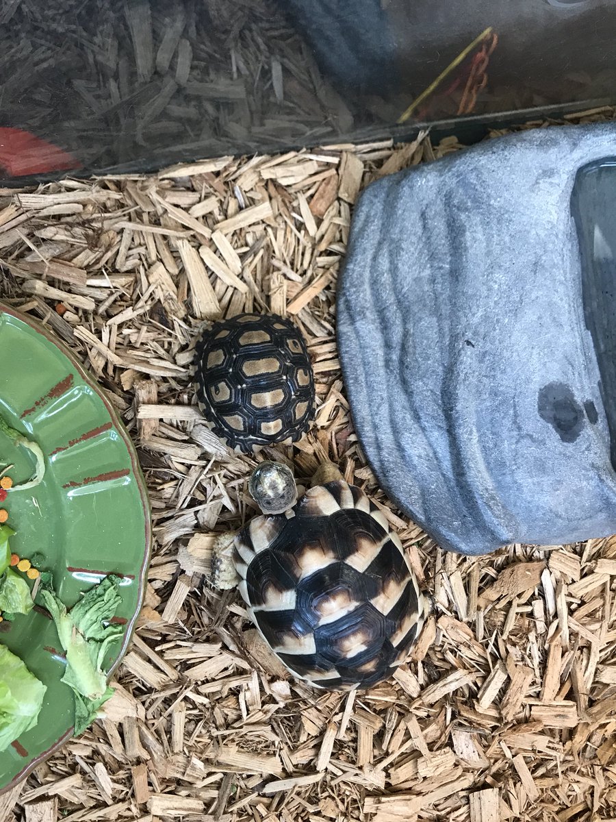 Baby Franklin meets Lester❤️#tortoisefriendsatPepperDrive