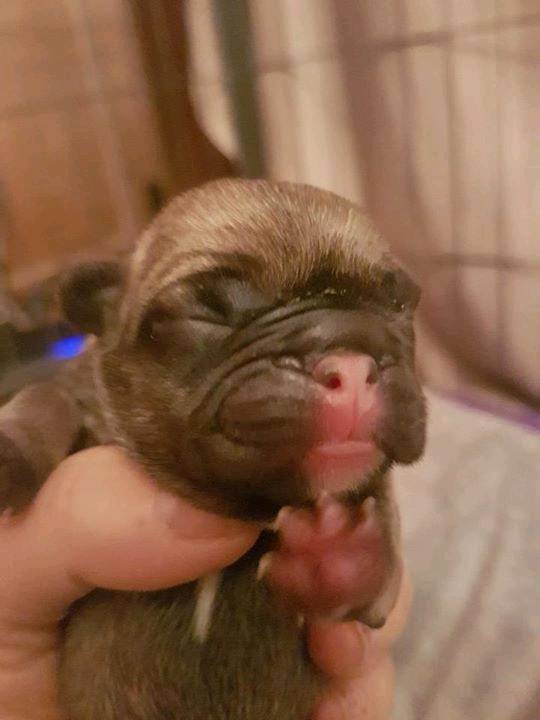 homescanning's tweet photo. 7 French Bulldogs born yesterday. Mum was Progesterone tested &amp; inseminated with chilled from Germany 🇧🇪! #frenchbulldog #homescanning https://t.co/L6sZV5Sxut