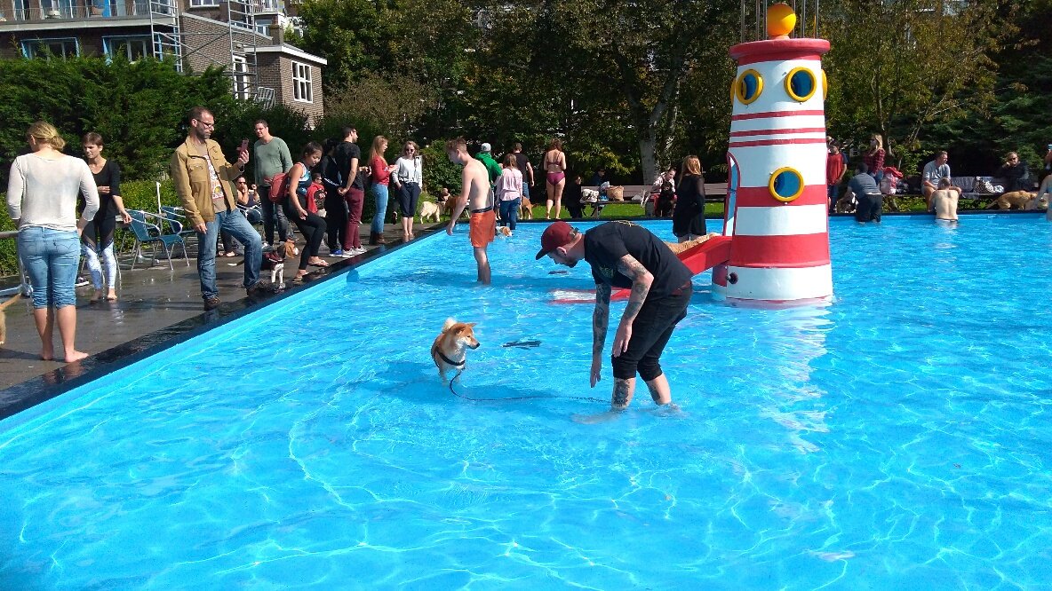 Dogparade010's tweet photo. Terugblik op #Dogparade010 #Poolparty in @vanmaanenbad #Rotterdam zaterdag jl! Ruim 84 honden zwommen mee! #DogsOfRotterdam #RotterdamDogs https://t.co/9gp05Oq2At