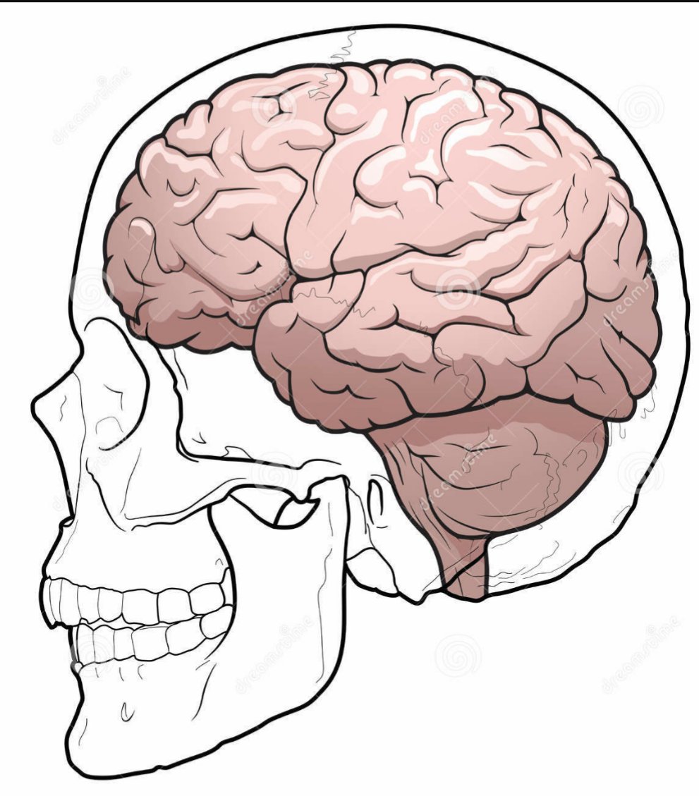Мозг в черепной коробке