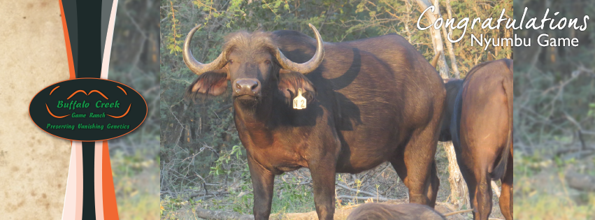 buffalocreekSA's tweet photo. Congratulations to Norman Adami on the purchase of N2, a magnificent daughter of the legendary 40 1/2” Afrika in calf to the amazing Pymat. https://t.co/YAIgW6cFXV