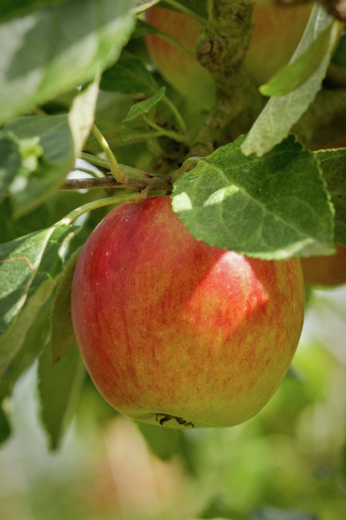 Growing your own apples is sheer joy, so we have created a little pocket guide to get you started! rhs.org.uk/advice/pdfs/rh…