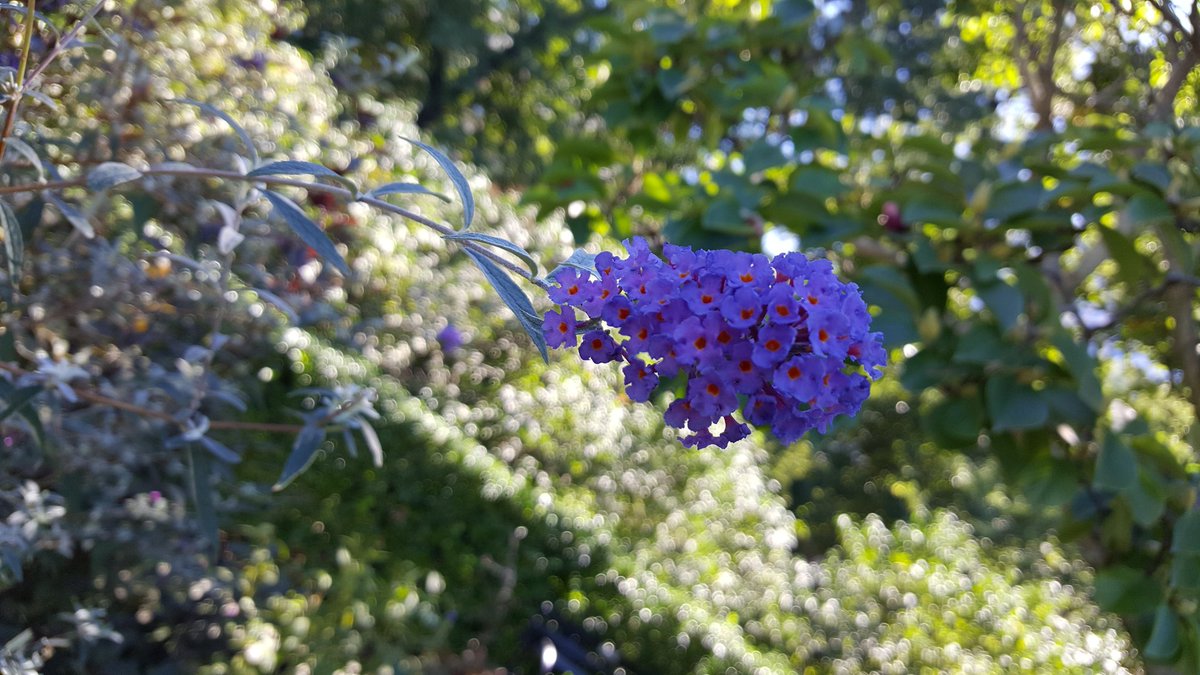 Sunny Point Cafe - ¿Cuáles son esas grandes flores púrpuras?