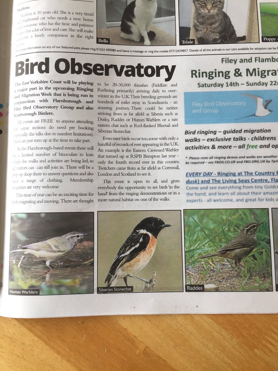 FlamboroughBird's tweet photo. Many thanks to @bridlingtonecho for publicising a piece on the upcoming Ringing and Migration week with #FBOG and @Fileybirder https://t.co/IfLMAosPnJ