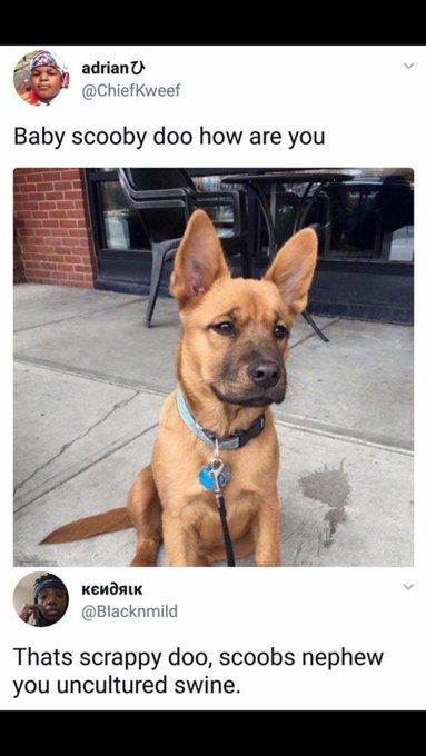 🤦🏻&zwj;♀️🤦🏻&zwj;♀️🤦🏻&zwj;♀️ how do they not know this!!! #scrappy https://t.co/uJHWvrYbN3<a href="/tag/scrappy"class="tags">#scrappy</a>