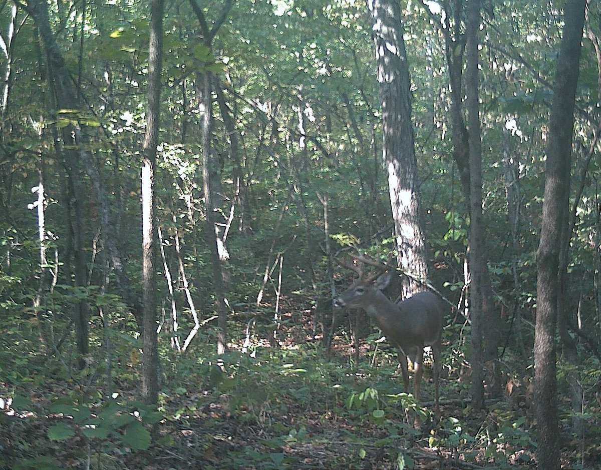 Deaddozen's tweet image. #1 Hit list deer so far name "Lucky" #bowhunting #hunting #outdoors #trailcamerapics #deer #deerhunting