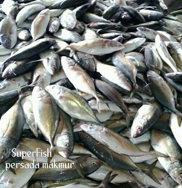 SuperFishPM's tweet image. SUPER FISH (PERSADA MAKMUR)

Melayani jenis ikan laut segar dengan kualitas yang unggul dan terpercaya. Silahkan order di SUPER FISH