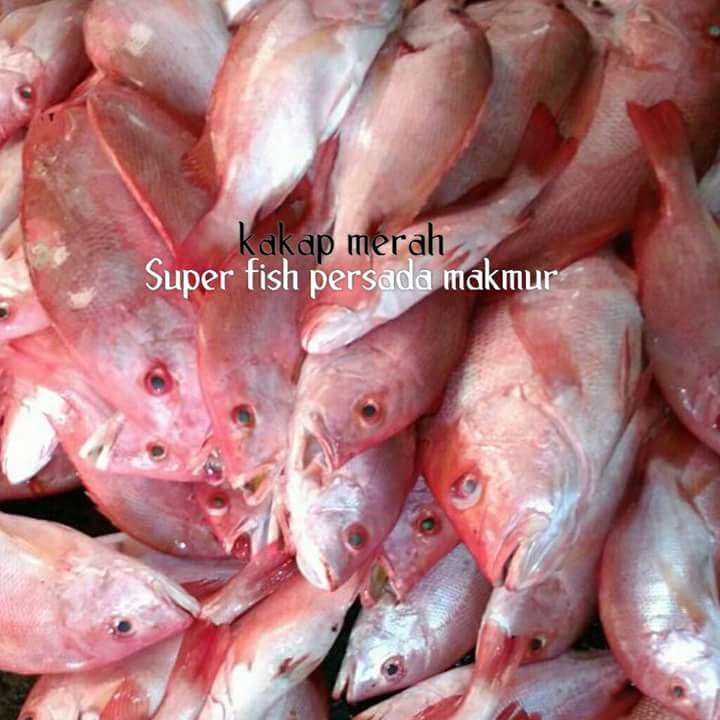 SuperFishPM's tweet image. SUPER FISH (PERSADA MAKMUR)

Melayani jenis ikan laut segar dengan kualitas yang unggul dan terpercaya. Silahkan order di SUPER FISH