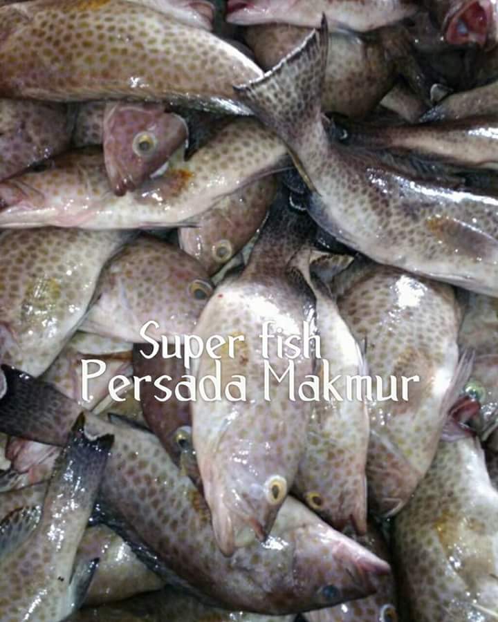 SuperFishPM's tweet image. SUPER FISH (PERSADA MAKMUR)

Melayani jenis ikan laut segar dengan kualitas yang unggul dan terpercaya. Silahkan order di SUPER FISH