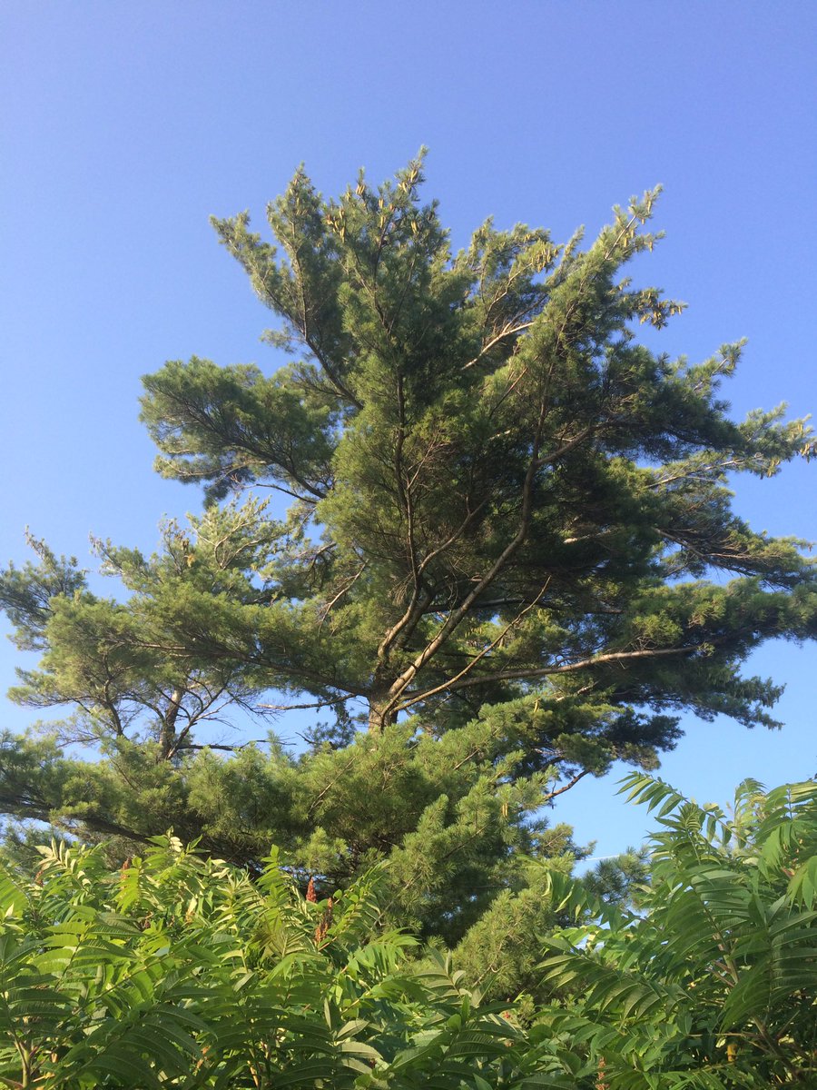 Happy National Tree Day! Make sure you thank a tree today! #shiny #sterlingsilver #jewelry #nationaltreeday #moonstone