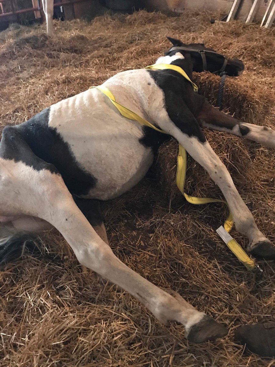 Nolan1Ellis's tweet photo. Desperate plea for help. See link for info Funds needed https://t.co/s23rn6xknf https://t.co/phlXHcPimv