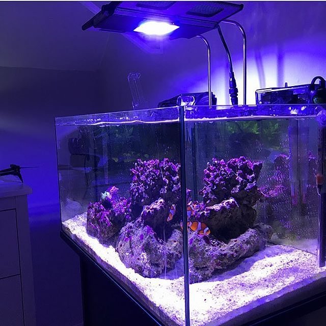 MaxspectLED's tweet image. Thanks for tagging us. New #maxspect light😎🐬 #maxspect #maxspectrazor #maxspectrazornano #coralvue #gear #equipment 📷: @theodor_aquatics