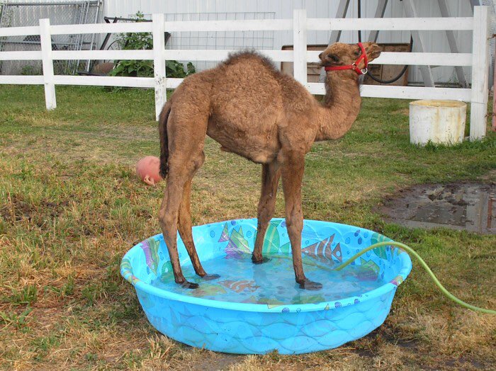 Happy Wednesday! These people need a #Missionpool! You know what that means! #HumpDay #PoolParty #Swim #happyplace #fun