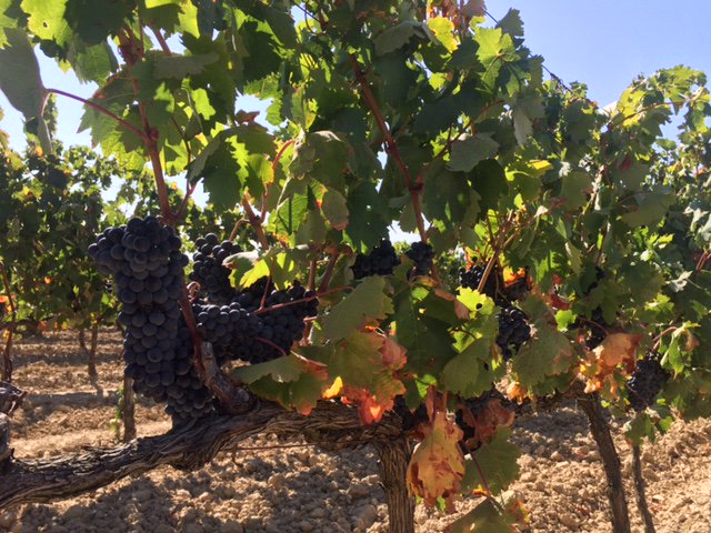 Foto de la finca 'Villagardel' hoy antes de vendimiar.
Ya estamos descubando los primeros vinos de maceración. 
¡La bodega es una golosina!