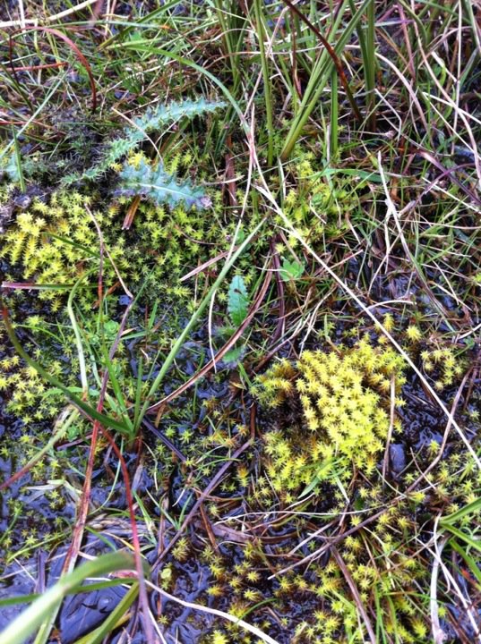 Saza_R's tweet photo. Surveying #upland springs and flushes today, hard to capture their understated beauty! #paasvy #peatland #survey https://t.co/5zvKG2JRRA