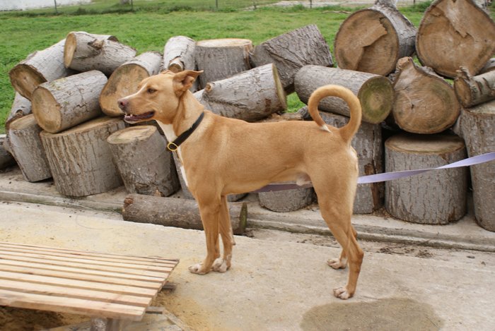 spanishstray's tweet photo. URGENT #FocusOnFoster Darilo is handsome, sociable, well balanced and a Podenco, what more could you ask for!! He is currently in UK Foster https://t.co/svO2zTVqje