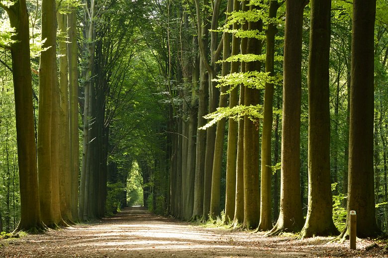 IntSchBrussels's tweet photo. We are fortunate that ISB is buried right in the heart of some of these wonderful "hidden secrets". #ForetdeSoignes https://t.co/ZDjOhfRegZ https://t.co/htJvbp3a0t