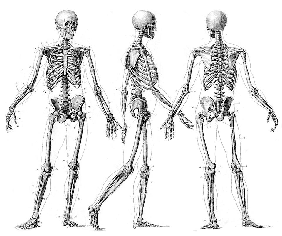 osteopathyDO's tweet photo. Body curiosity: at birth, our #skeleton has 270 #bones, while as adults they reduce to 206 (some fuse together during growth)+ 68 #joints https://t.co/pWyBVdprGQ