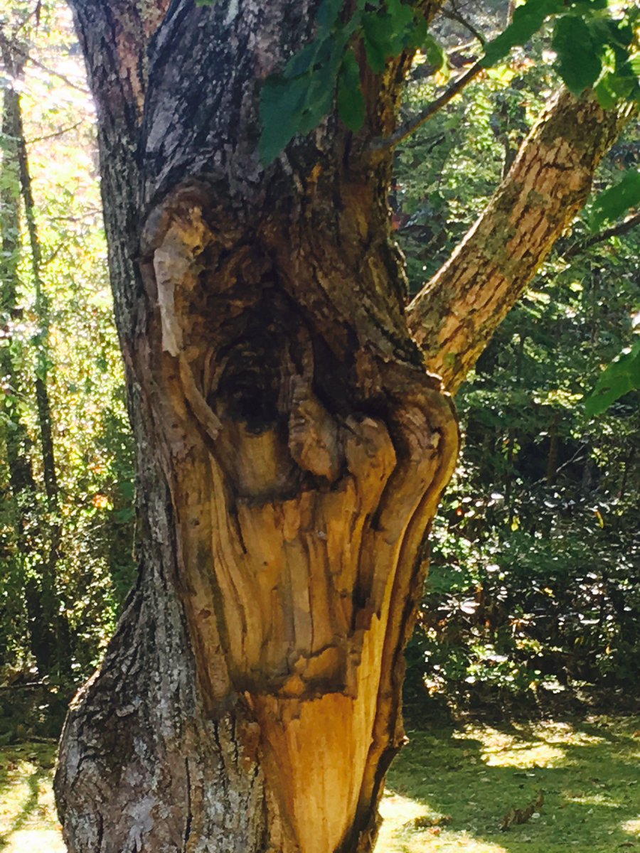 InTheHighlands's tweet photo. Meet #CharleyChestnut do you see an old man? In my office backyard-limb broke off last year,1st day I've noticed. #ForestVisit #HighlandsNC https://t.co/3SeQmxDglz