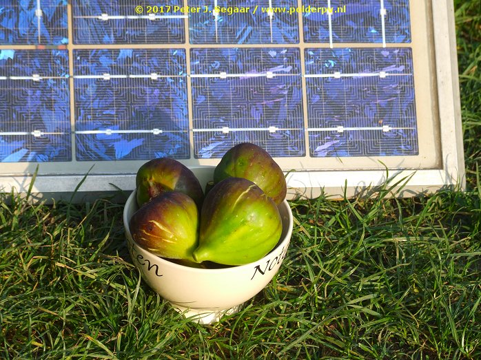 Polder_PV's tweet photo. Dubbel #zonneenergie oogsten, @Plushuis @Klimaatzuster. #versevijgen & #zonnestroom op namiddag in het najaar. #AmonRe zij geprezen ☀️ https://t.co/WAywxVdcFl