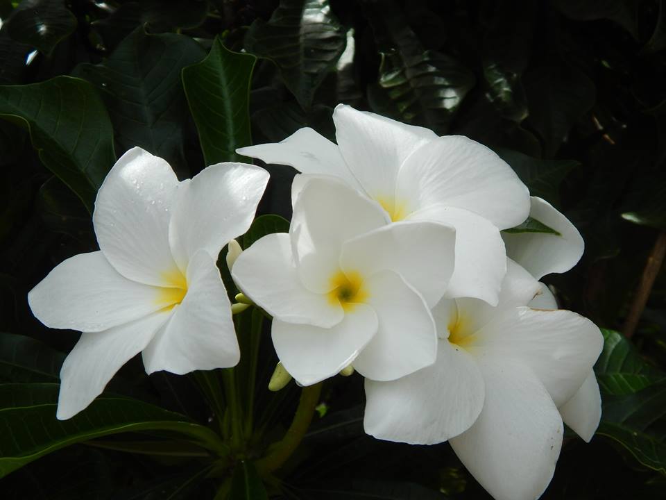 Saldanha (@saldanhafm) on Twitter photo 