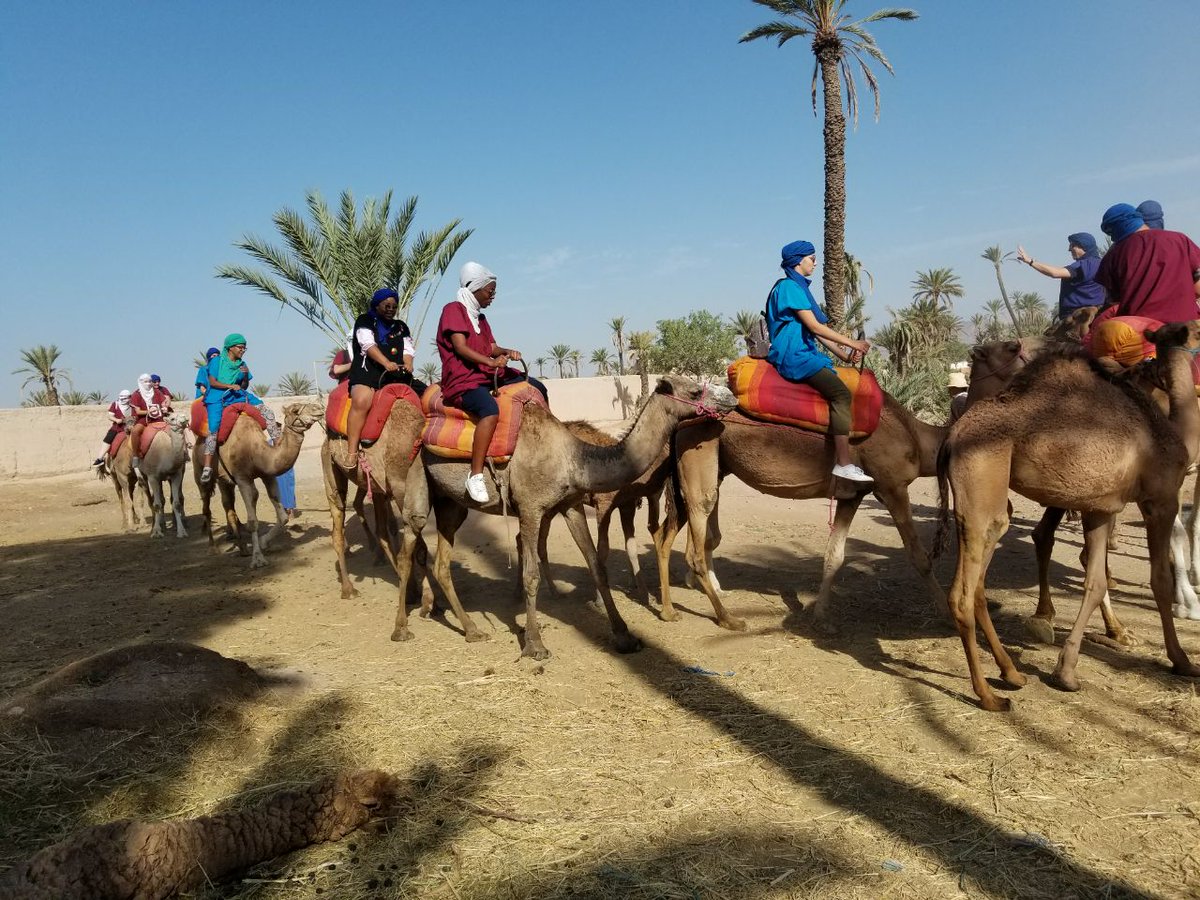 ClickExcursion's tweet photo. Today a group of 12 participants from #Switzerland doing the #CamelRide in #Marrakech #Palmerie, they had fun time with #ClickExcursions https://t.co/59wgnBRm7c