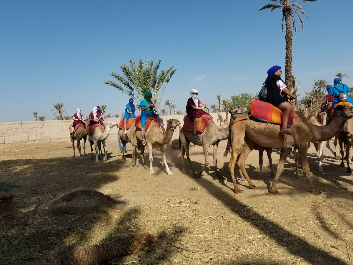 ClickExcursion's tweet photo. Today a group of 12 participants from #Switzerland doing the #CamelRide in #Marrakech #Palmerie, they had fun time with #ClickExcursions https://t.co/59wgnBRm7c