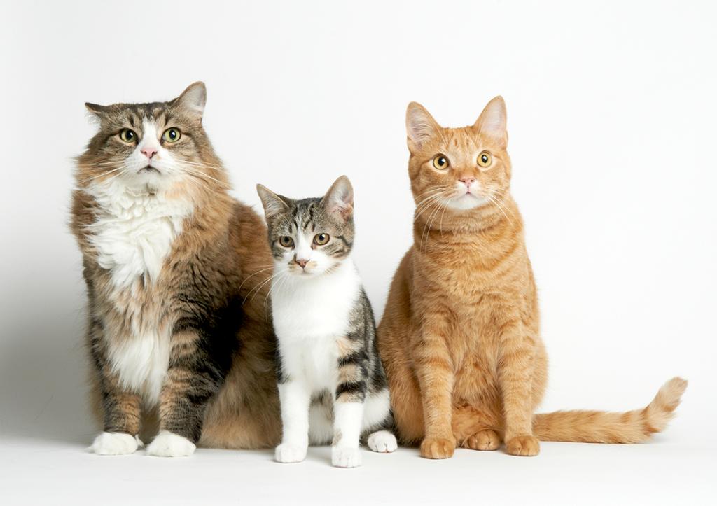 #FirstGenieWish: cat
#SecondGenieWish: another cat
#MyThirdGenieWish: third cat