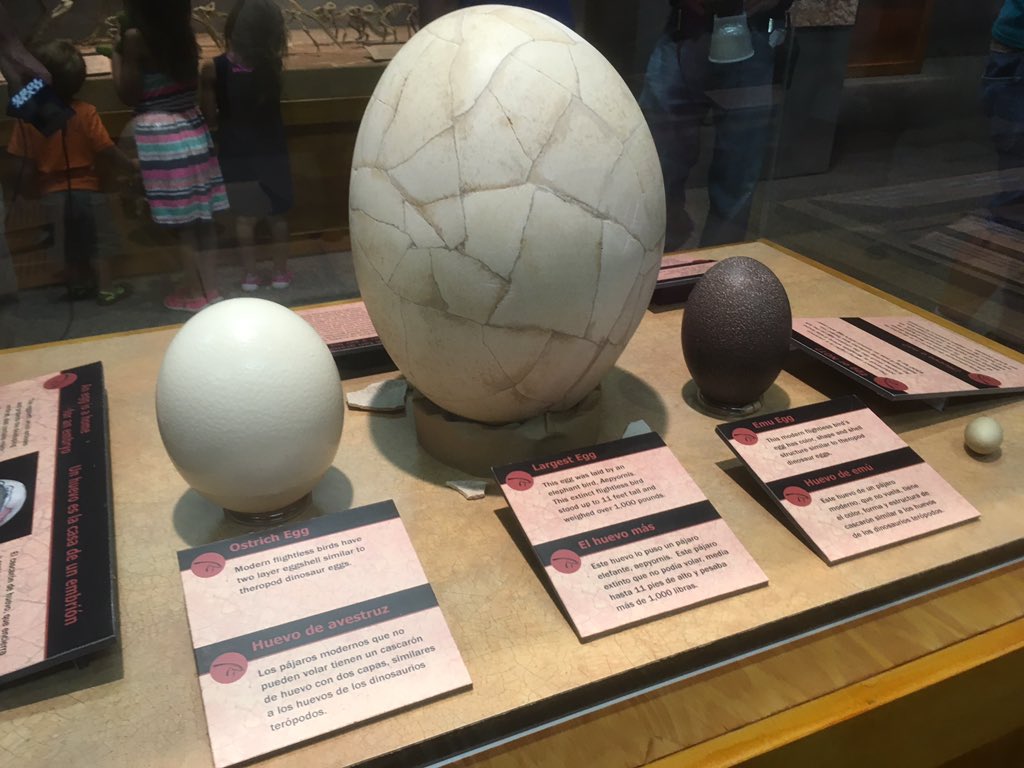 brianbingaman's tweet image. Opening this weekend at @AcadNatSci is Tiny Titans, with real dinosaur eggs.