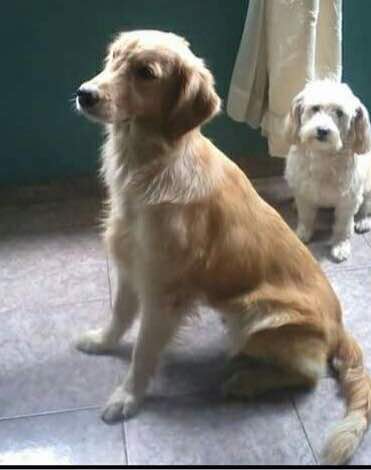 funsosanimal's tweet photo. Amigas busco hogar bella Golden luna  1 año  dulce y cuidadora esterilizada la Sra no puede alimentarla Me pide ayuda urgente  04142728093 https://t.co/FGtfh9pr0a