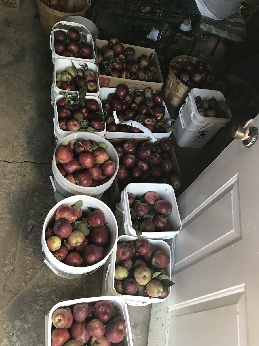 Bellevue_FFA's tweet photo. Picking apples today https://t.co/qAMOMrwk4m