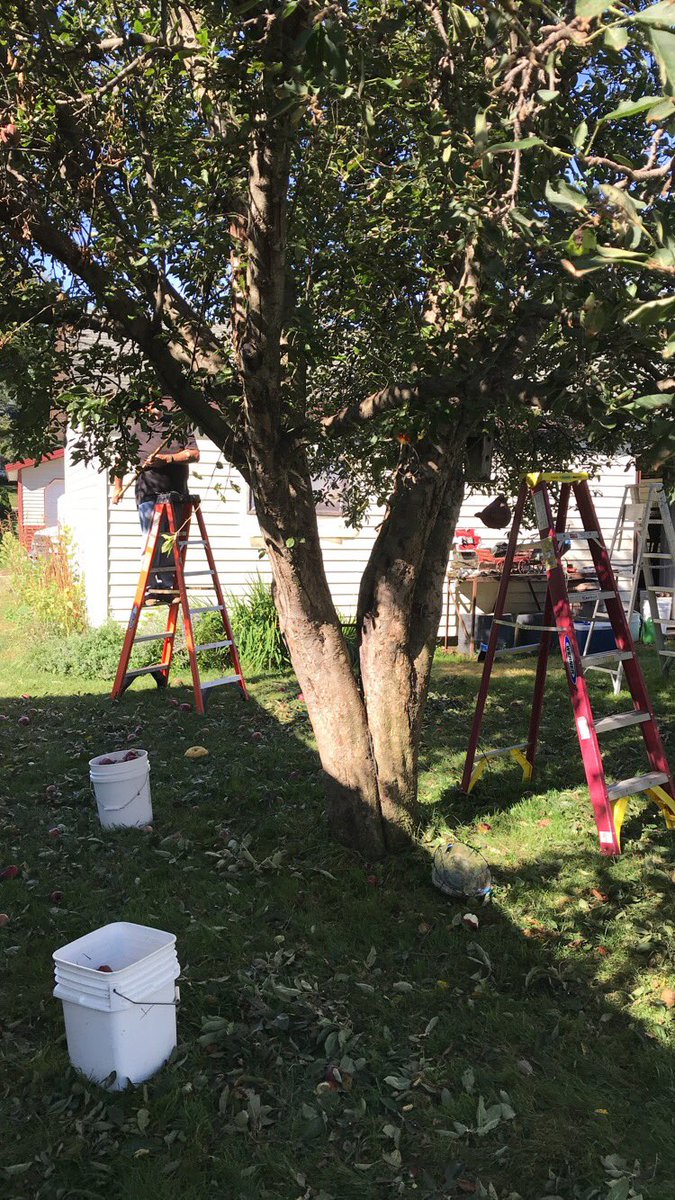 Bellevue_FFA's tweet photo. Picking apples today https://t.co/qAMOMrwk4m