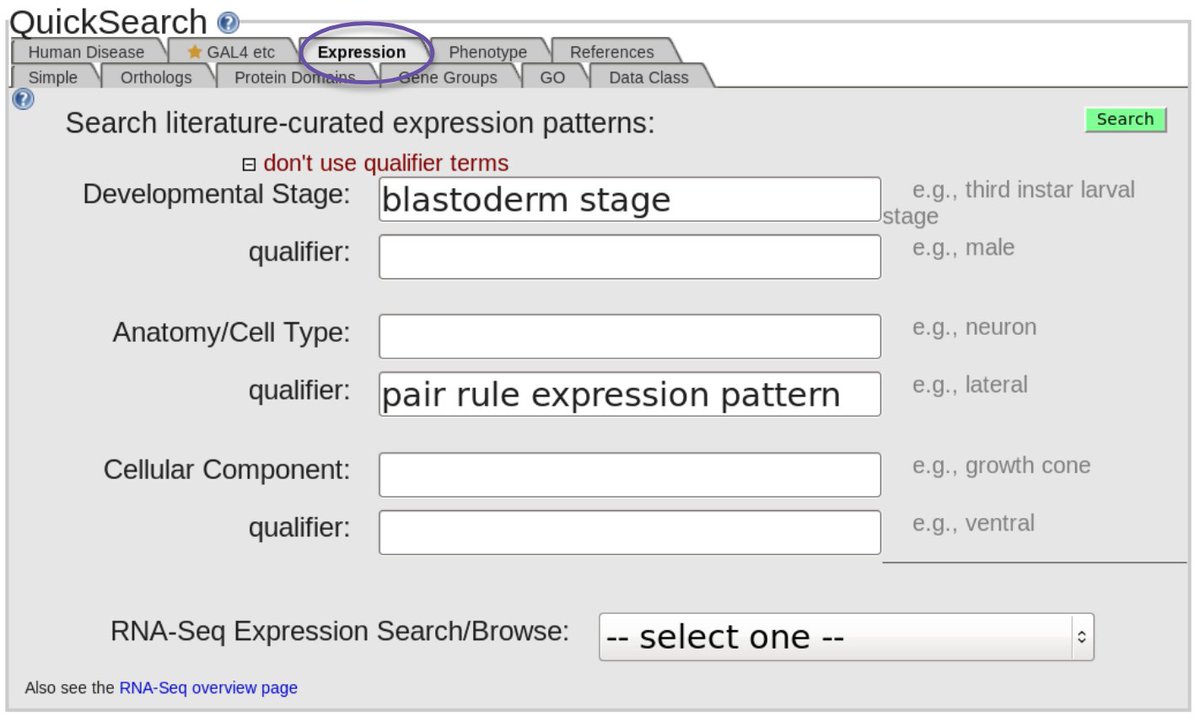 FlyBaseDotOrg's tweet photo. Tried it and been wishing you could find gene expression patterns the same way? Try the Expression QuickSearch tab! #FlyBaseTips https://t.co/wVgQ0h5cT3