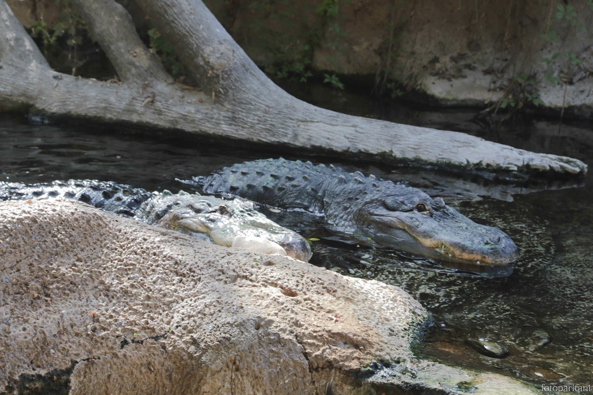 #Oltremare è aperto sabato e domenica! Vi aspettiamo sulla collina di #Riccione! Infoline 05414271 - oltremare.org