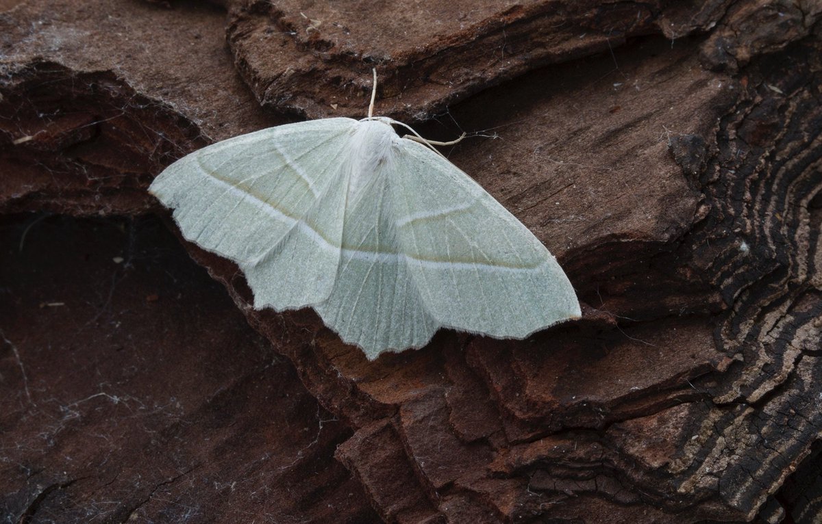 ArabellaSock's tweet photo. and the ‘Pale Emerald’ was the most girlie moth.. so pretty. (Enuff moths already..) #teammoth #mothbox https://t.co/BgwazTB0JB