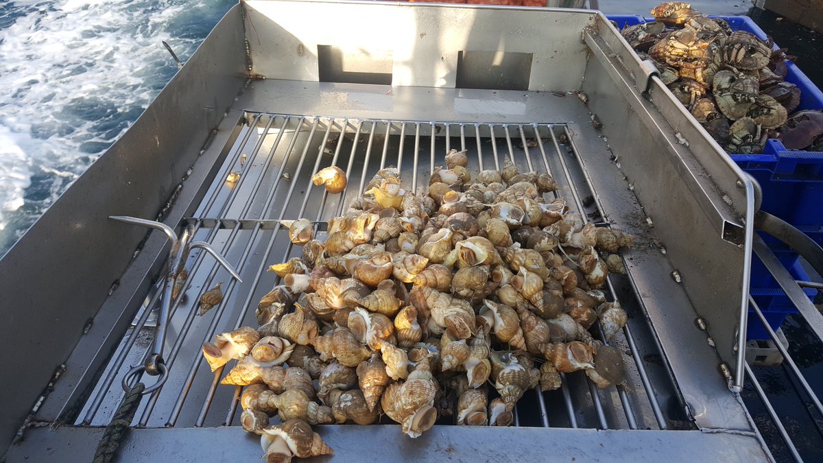 Size-selective #fishing can help protect spawning stocks. The #Manx #fishery uses riddle-devices to select large whelks so smalls can mature