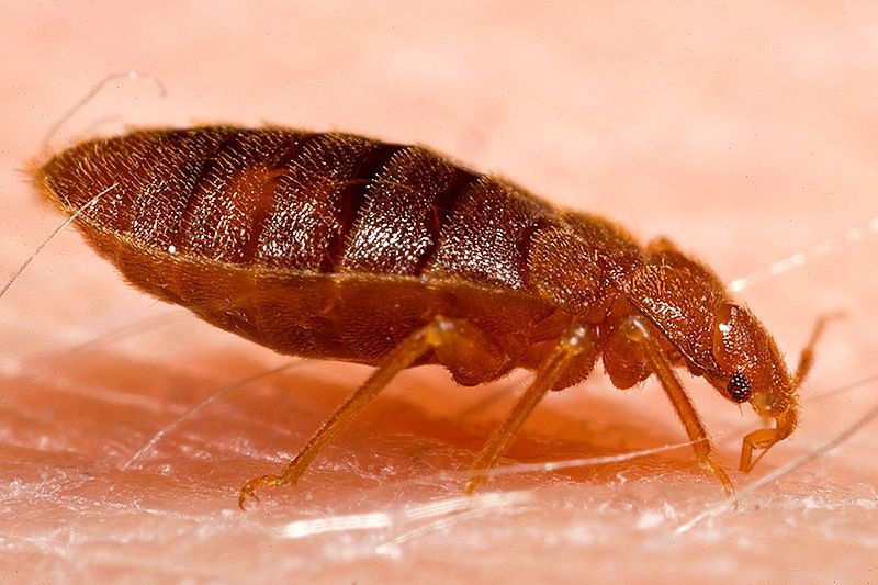 ClearVueTraps's tweet image. With the will to fight #bedbugs, there's always a way at bedbugtraps.com ow.ly/vt3Y30fsOpP #ClearVueTechnologies #Prevent