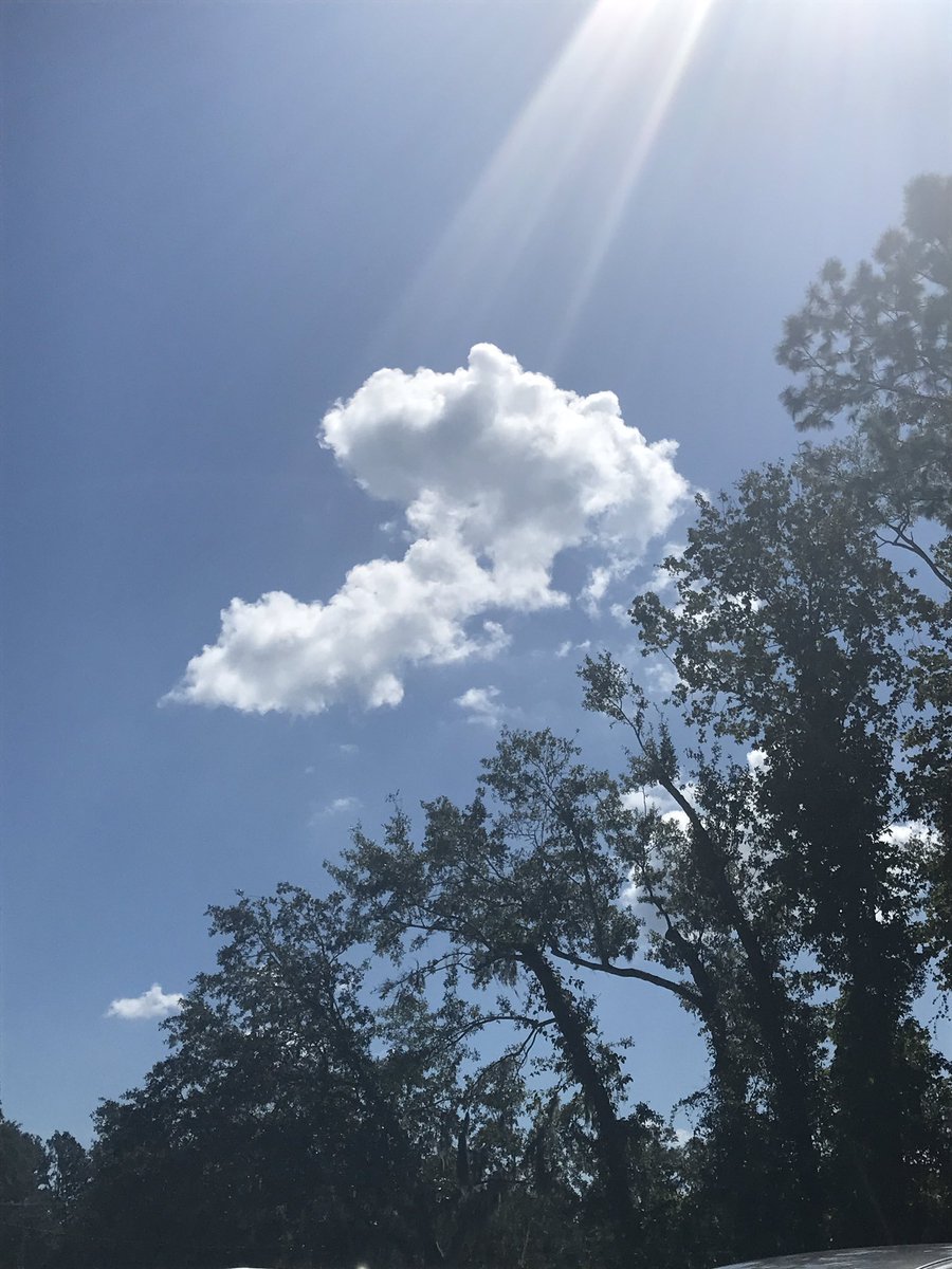 angeluhoo's tweet photo. I love #Savannah so many #sunnydays https://t.co/7yznw0Pkrq