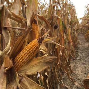 Summer-like Heat Ripens U.S. Crops, Eases Fears of Harvest Delay #Corn #Harvest
<a href="/AgWebEditor/">AgWeb Editors</a>  ow.ly/srZl30frH7X