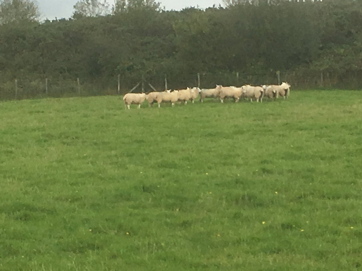FILCOMARKET's tweet photo. Lovely afternoon yesterday @ Torgelly farm @NFUCymru @WelshLamb_PGI #WelshLamb. https://t.co/PQGBoVqW3s