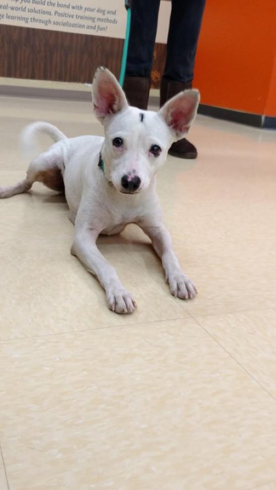 LittleGreenDog1's tweet photo. Everly is a female Terrier/Chihuahua mix who wants to be your buddy! https://t.co/1d2CIujMww… #adopt Via @FindABuddyNYC https://t.co/UqH9meCcBh
